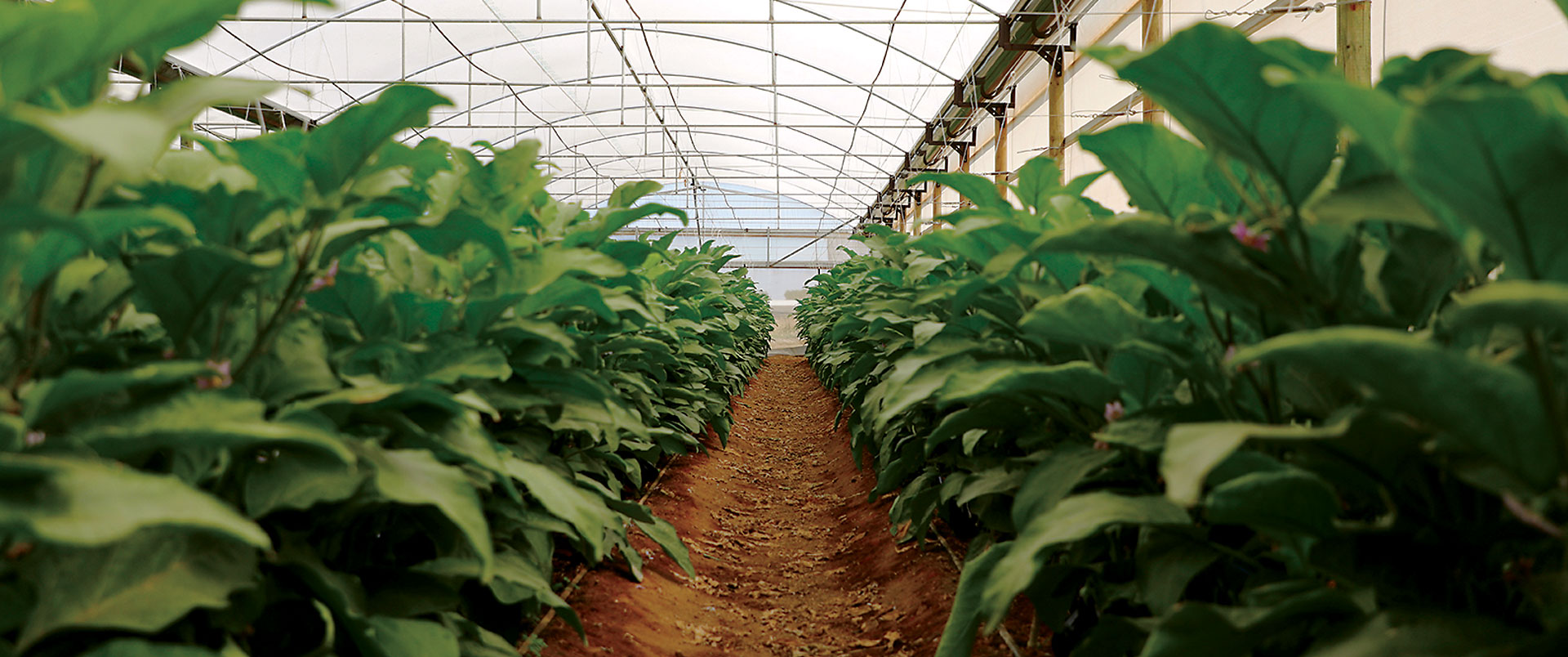 Study Vegetable Growing with Regional Skills Training