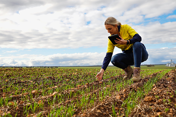 Managing the Business Checking Crop Growth